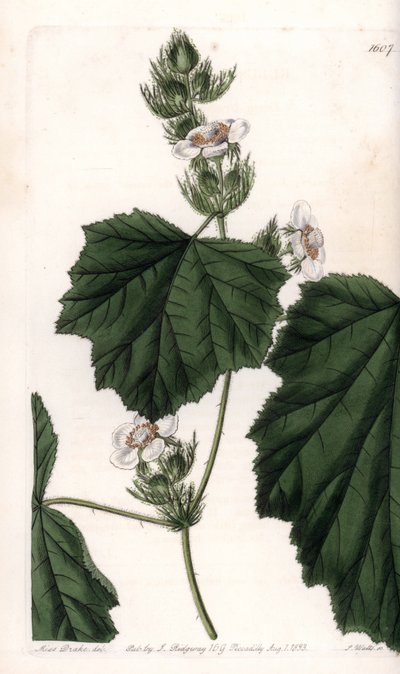 Kaštanová réva - Talíř vyrytý S. Wattsem, z ilustrace Sarah Anne Drake (1803-1857), z Botanického registru Sydenham Edwards (1768-1819), Anglie od Sydenham Teast Edwards