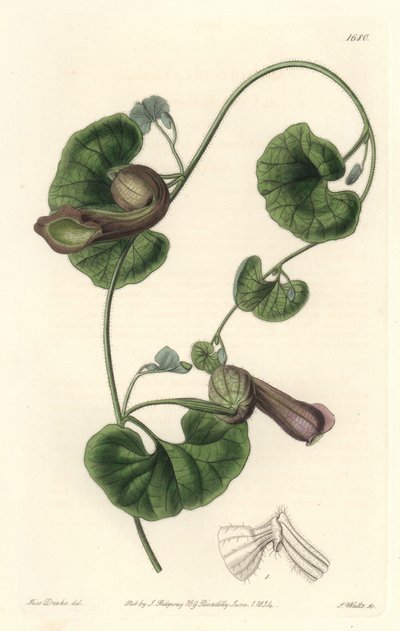 Chilean Aristoloche nebo Fox Ears - S. Watts Strong Water z ilustrace Sarah Anne Drake (1803-1857), z Botanického rejstříku od Sydenham Teast Edwards