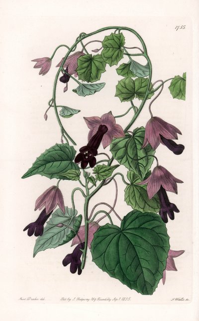 Čínský klobouk - talíř vyrytý S. Wattsem, z ilustrace Sarah Anne Drake (1803-1857), z Botanického registru Sydenham Edwards (1768-1819), Anglie od Sydenham Teast Edwards