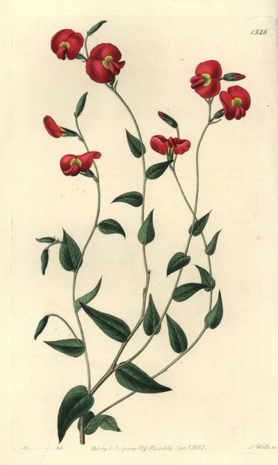 Chorizema ovatum (Chorozema ovate, Chorozema ovatum). Ručně kolorovaná mědirytina od S. Wattse podle ilustrace slečny Sarah Drakeové z knihy Sydenham Edwards