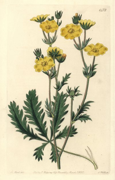 Mochna dressee - Mochna zubatá, Potentilla laciniosa. Ručně kolorovaná mědirytina S. Wattse podle ilustrace M. Harta z Sydenham Edwards