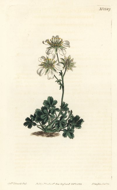 Mochna Clusius - mochna Clusius, Potentilla clusiana. Ručně kolorovaná mědirytina F. Sansom Jr. podle ilustrace Sydenhama Edwardse z William Curtis