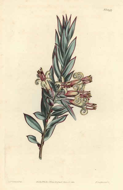 Cluster flowered styphelia, Styphelia triflora. Ručně kolorovaná mědirytina F. Sansom Jr. podle ilustrace Sydenhama Edwardse z William Curtis