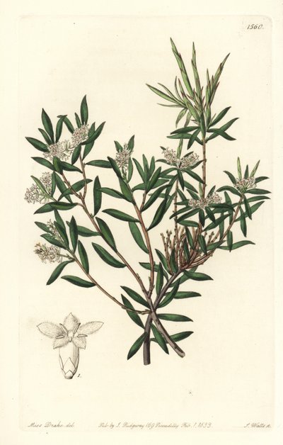 Vous pobřežní-vřes nebo bělovous malokvětý, Leucopogon parviflorus. Ručně kolorovaná mědirytina od S. Wattse podle ilustrace slečny Sarah Drakeové z botanického registru Sydenhama Edwardse, Ridgeway, Londýn od Sydenham Teast Edwards
