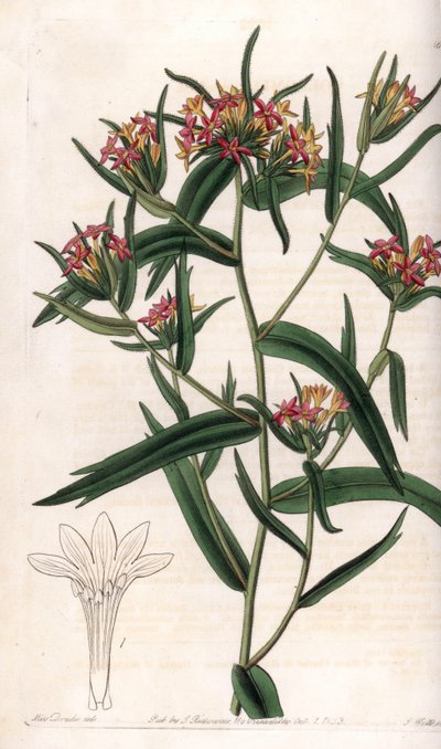 Collomia neon - Talíř vyrytý S. Wattsem, z ilustrace Sarah Anne Drake (1803-1857), z Botanického registru Sydenham Edwards (1768-1819), Anglie od Sydenham Teast Edwards