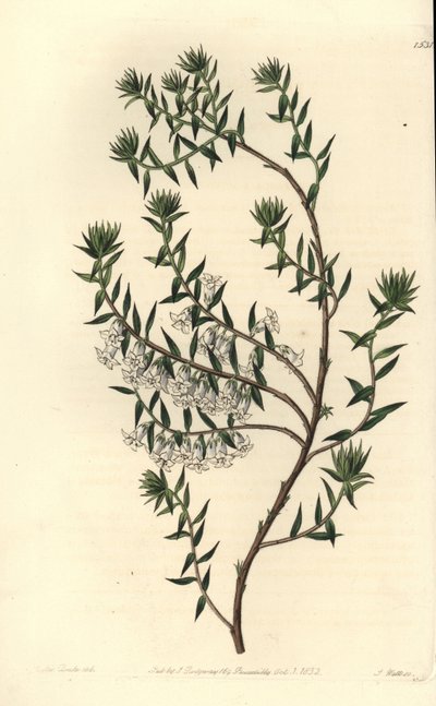 Vřesovec obecný, Epicris impressa (Epacris nivalis, Epicris nivalis). Ručně kolorovaná mědirytina od S. Wattse podle ilustrace slečny Sarah Drakeové z botanického registru Sydenhama Edwardse, Ridgeway, Londýn od Sydenham Teast Edwards