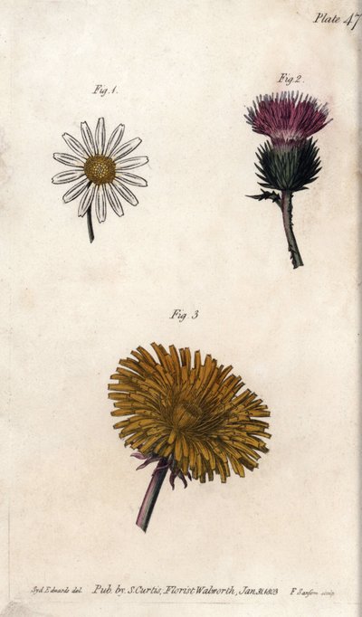 Složené květiny: prepacket, oslí bodlák (nebo nepravý akant onopordum) a pampeliška. Barevná mědirytina, ilustrace Sydenham Edwards (1768-1819) pro Conference of Botanical, Botanická zahrada Lambeth (Anglie) od Sydenham Teast Edwards