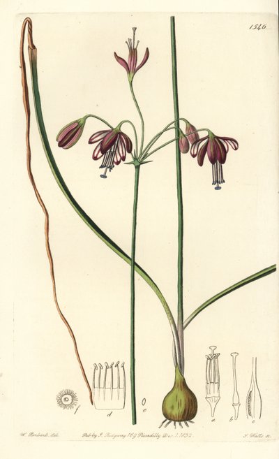 Korál z Mexika nebo kapka korálů - Korálové kapky, Bessera elegans (Pharium duté, Pharium fistulosum). Ručně kolorovaná mědirytina S. Wattse podle ilustrace Williama Herberta z Sydenham Edwards