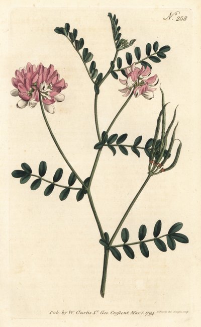 Coronilla bigaree - vikve fialová, Securigera varia (Purple coronilla, Coronilla varia). Ručně kolorovaná mědirytina od Sansom podle ilustrace Sydenhama Edwardse z William Curtis