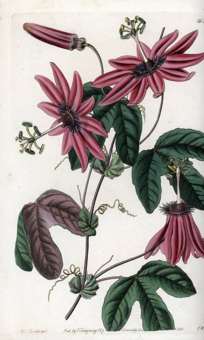 Crimson Passion - Talíř vyrytý S. Wattsem, z ilustrace Sarah Anne Drake (1803-1857), z Botanického registru Sydenham Edwards (1768-1819), Anglie od Sydenham Teast Edwards