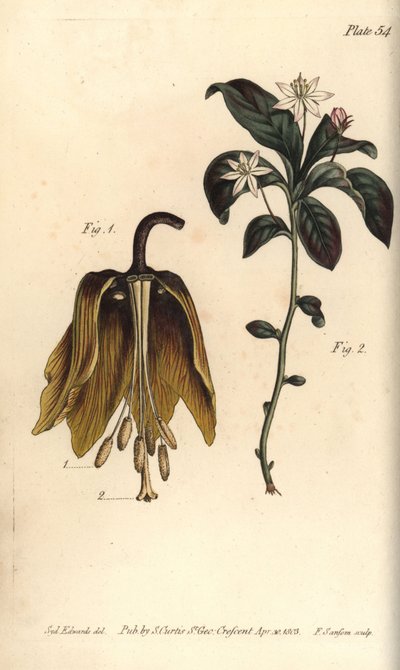 Crown císařský květ, Fritillaria imperialis, Haustrria od Sydenham Teast Edwards
