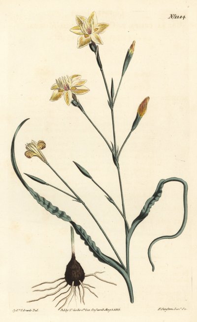 Moraea crispa stočená. Ručně kolorovaná mědirytina F. Sansom Jr. podle ilustrace Sydenhama Edwardse z William Curtis