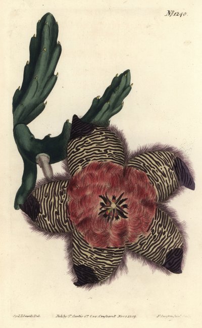 Polstrovaná stapelia, Stapelia pulvinata. Ručně kolorovaná mědirytina F. Sansom Jr. podle ilustrace Sydenhama Edwardse z William Curtis