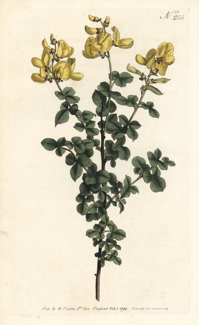 Cytisophyllum sessilifolium (Cytisus sessilifolius, Cytisus sessilifolius). Ručně kolorovaná mědirytina od Sansom podle ilustrace Sydenhama Edwardse z William Curtis
