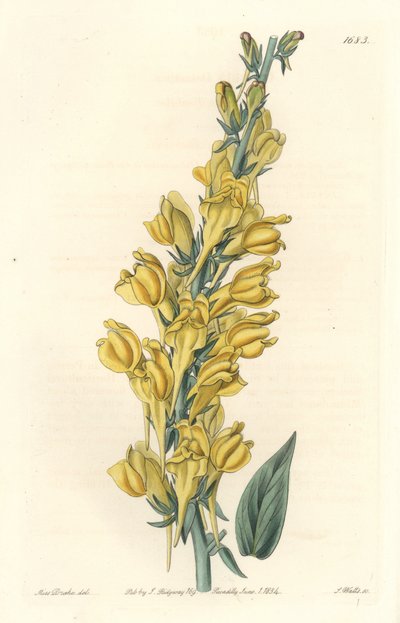 Dalmatia Linar - Strong Water od S. Wattse z ilustrace Sarah Anne Drake (1803-1857), z botanického registru od Sydenham Teast Edwards