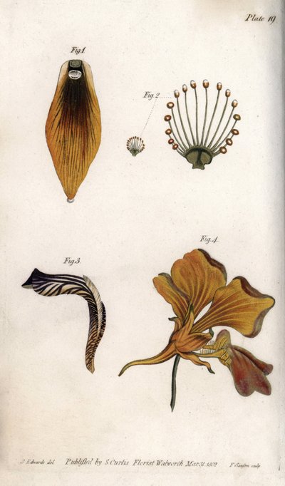 Podrobný popis stonku a koruny fritillary. Barevná mědirytina, ilustrace Sydenham Edwards (1768-1819) pro Conference of Botanical, Botanická zahrada Lambeth (Anglie) od Sydenham Teast Edwards