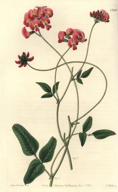 Dilated kennedya, Kennedya dilatata. Ručně kolorovaná mědirytina od S. Wattse podle ilustrace slečny Sarah Drakeové z botanického registru Sydenhama Edwardse, Ridgeway, Londýn od Sydenham Teast Edwards