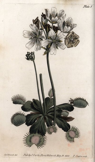 Dionee chytí mouchu nebo vlčí past. Barevná mědirytina, ilustrace Sydenham Edwards (1768-1819) pro Conference of Botanical, Botanická zahrada Lambeth (Anglie) od Sydenham Teast Edwards