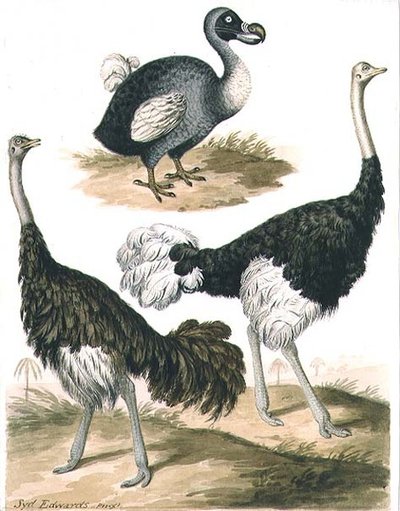 Dodo a pštros (akvarel) od Sydenham Teast Edwards