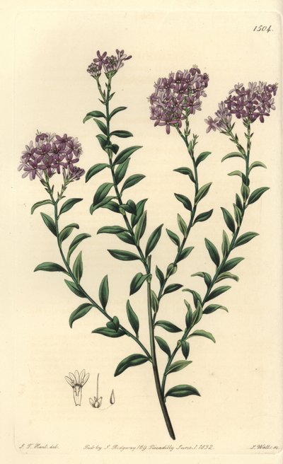 Selago Dr. Gilla, Selago gillii. Ručně kolorovaná mědirytina S. Wattse podle ilustrace J.T. Hart z botanického registru Sydenhama Edwardse, Ridgeway, Londýn od Sydenham Teast Edwards