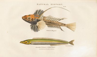 Dragonet a Sand Lance od Sydenham Teast Edwards