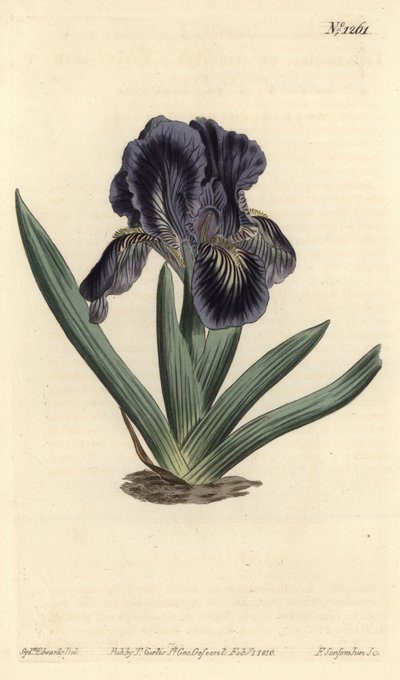 Kosatec trpasličí - Kosatec x binata (Purpurově modrá vlajka trpaslíků, Iris pumila var. violacea). Ručně kolorovaná mědirytina od F. Sansom Jr. podle ilustrace Sydenhama Edwardse z William Curtis