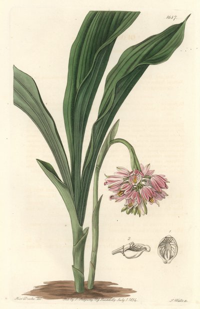 Earth Orchid, původem ze Srí Lanky - S. Watts Strong Water z ilustrace Sarah Anne Drake (1803), z Botanického registru od Sydenham Teast Edwards