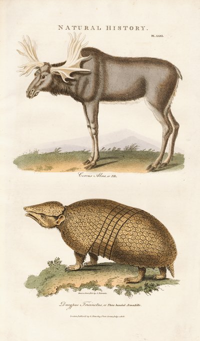 Los a pásovec třípásý od Sydenham Teast Edwards