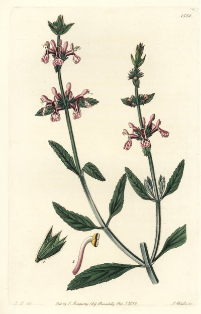Epiary - Stachys bělostopkatý, Stachys albicaulis. Ručně kolorovaná mědirytina S. Wattse podle ilustrace Johna Lindleyho z Sydenham Edwards