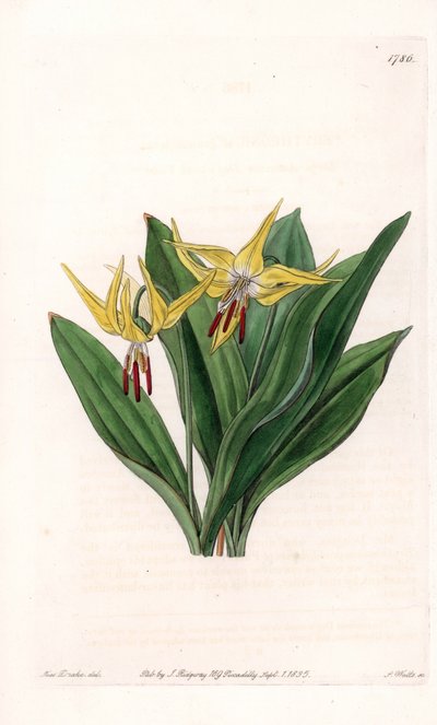 Erythrone má velké květy, původem ze Severní Ameriky - Talíř vyrytý S. Wattsem, z ilustrace Sarah Anne Drake (1803-1857), z Botanického registru Sydenham Edwards (1768-1819), Anglie od Sydenham Teast Edwards