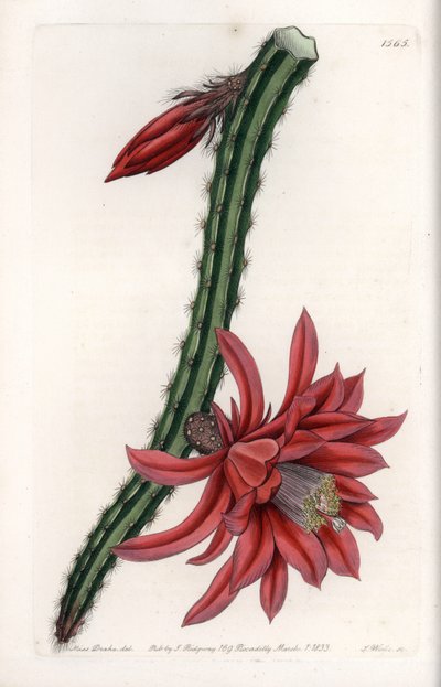 Escalating Cactier - Engraved Plate od S. Wattse, z ilustrace Sarah Anne Drake (1803-1857), z Botanického registru Sydenham Edwards (1768-1819), Anglie od Sydenham Teast Edwards