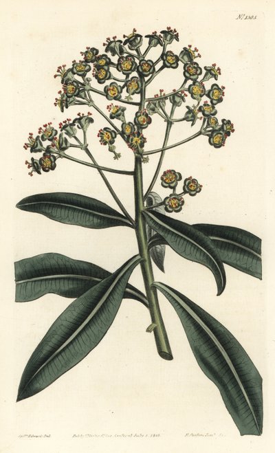 Euphorbe mellifere - Pryšec medonosný nebo euphorbia medonosná, Euphorbia mellifera. Ručně kolorovaná mědirytina od F. Sansom Jr. podle ilustrace Sydenhama Edwardse z William Curtis