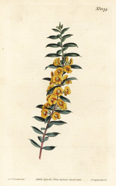 Eutaxia myrtifolia (Dillwynia křížatá, Dillwynia obovata). Ručně kolorovaná mědirytina F. Sansom Jr. podle ilustrace Sydenhama Edwardse z William Curtis
