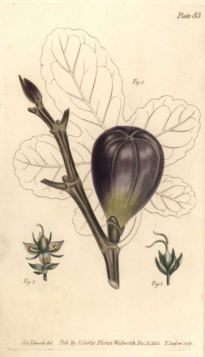 Fík, Ficus carica, Trioecia s hermafroditem, samčí 2 a samičí 3 květy rostoucí odděleně. Ručně kolorovaná mědirytina F. Sansoma z botanické ilustrace Sydenhama Edwardse pro přednášky Williama Curtise o botanice, jak byly dodány v Bota od Sydenham Teast Edwards