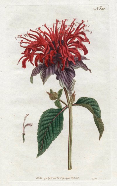 Fistula Monarde - Litografie od Sydenhama Edwardse (1768-1819), z botanického časopisu Williama Curtise (1746-1799) od Sydenham Teast Edwards