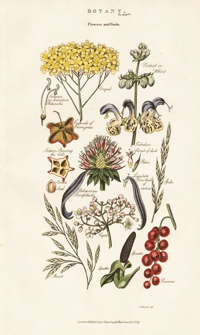 Květinová a ovocná aranžmá od Sydenham Teast Edwards