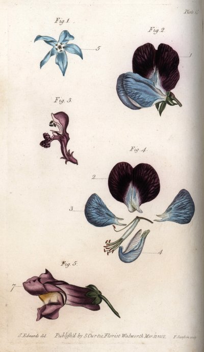 Kvetení brutnáku lékařského a hrachu (luštěniny). Barevná mědirytina, ilustrace Sydenham Edwards (1768-1819) pro Conference of Botanical, Botanická zahrada Lambeth (Anglie) od Sydenham Teast Edwards