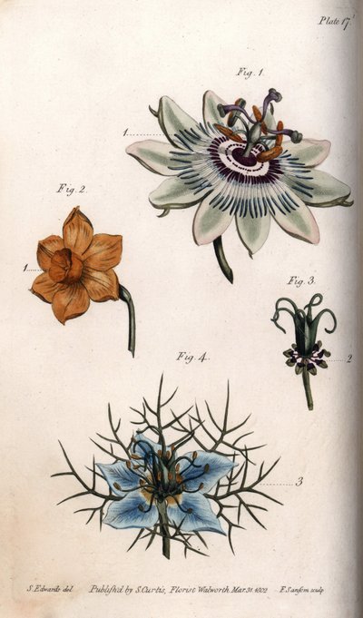 Květy mučenky nebo mučenky, narcis a nigella. Barevná mědirytina, ilustrace Sydenham Edwards (1768-1819) pro Conference of Botanical, Botanická zahrada Lambeth (Anglie) od Sydenham Teast Edwards