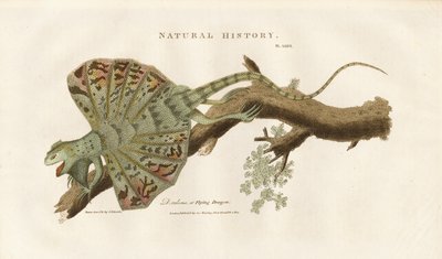 Létající drak na větvi od Sydenham Teast Edwards