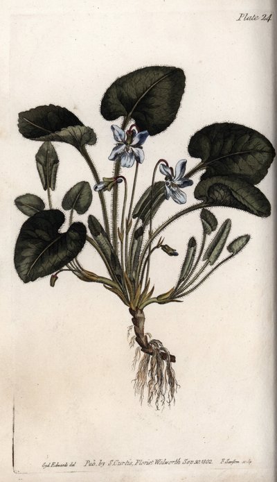 Voňavá fialka. Barevná mědirytina, ilustrace Sydenham Edwards (1768-1819) pro Conference of Botanical, Botanická zahrada Lambeth (Anglie) od Sydenham Teast Edwards