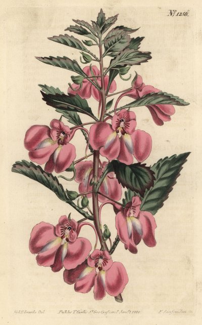 Garden Balsamine - Balzám zahradní, Impatiens balsamina (balzám žláznatý, Impatiens coccinea). Ručně kolorovaná mědirytina F. Sansom Jr. podle ilustrace Sydenhama Edwardse z William Curtis