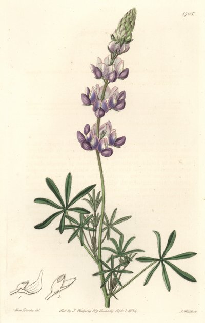 Garden Lupin, původem z Kalifornie - S. Watts Strong Water z ilustrace Sarah Anne Drake (1803-1857), z Botanického rejstříku od Sydenham Teast Edwards