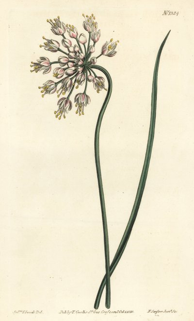 Česnek nakláněný - Cibule kývající, pórek dámský nebo česnek luční, Allium cernuum. Ručně kolorovaná mědirytina F. Sansom Jr. podle ilustrace Sydenhama Edwardse z William Curtis