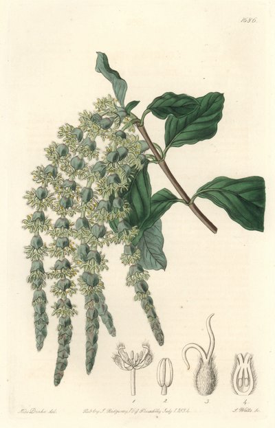 Garrya s eliptickými listy nebo hedvábnými žaludy nebo medvědím keřem - Silná voda od S. Wattse z ilustrace Sarah Anne Drake (1803-1857), z Botanického registru od Sydenham Teast Edwards