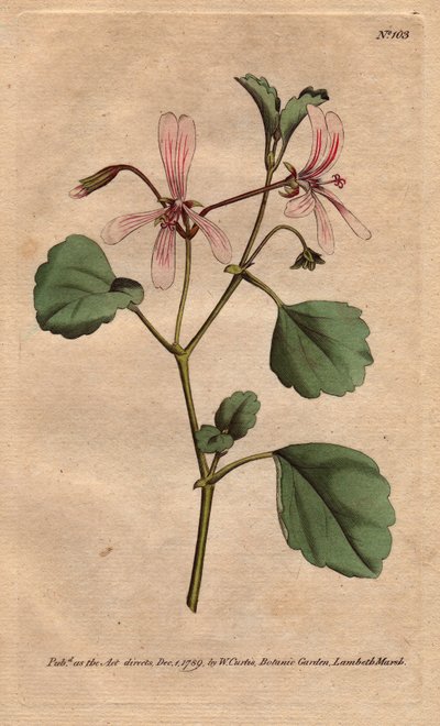 Geranium má list šťovíku s růžovými žilkovanými květy, původem z Jižní Afriky. Jeřáb šťovíkový s růžovými žilkovanými květy. Pochází z Kapska v Jižní Africe. Pelargonium acetosum. Ručně kolorovaná mědirytina z botanické ilustrace od Sydenhama od Sydenham Teast Edwards