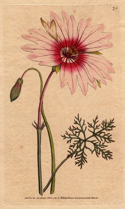 Geranium monsonia má velký světle růžový a tmavě růžový květ. Velké květované monsonie se světle růžovými a sytě růžovými květy. Monsonia speciosa. Ručně kolorovaná mědirytina z botanické ilustrace Sydenhama Edwardse z „“ Botan od Williama Curtise od Sydenham Teast Edwards