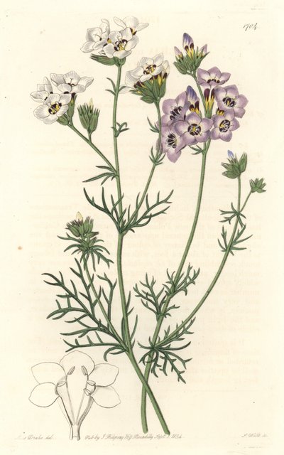 Gilia tricolor, bílé a fialové odrůdy, původem z Kalifornie - S. Watts silná voda z ilustrace Sarah Anne Drake (1803-1857), z Botanického registru od Sydenham Teast Edwards