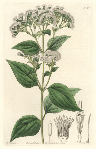Glandulární eupatorium, původem z Mexika - S. Watts silná voda z ilustrace M. Marta, z Botanického registru od Sydenham Teast Edwards