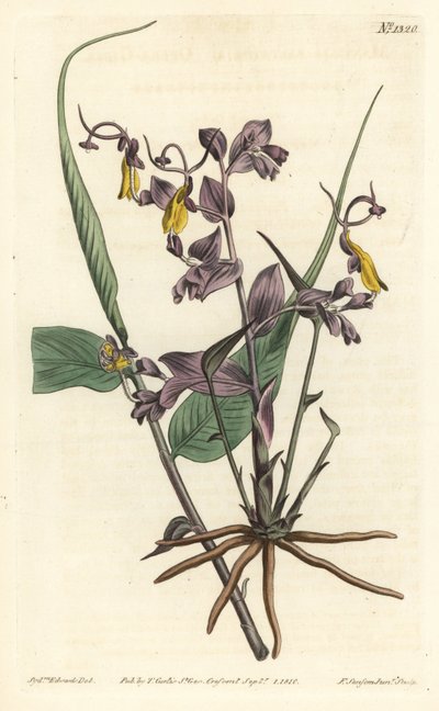 Globba radikalis (Opera girls, Mantisia saltatoria). Ručně kolorovaná mědirytina F. Sansom Jr. podle ilustrace Sydenhama Edwardse z William Curtis