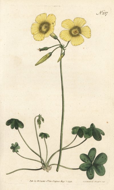 Kozí noha - Šťovík kozonohý, Oxalis caprina. Ručně kolorovaná mědirytina od Sansom podle ilustrace Sydenhama Edwardse rom William Curtis
